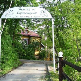 Reitwoche am Lipizzanergestüt / Ostern
