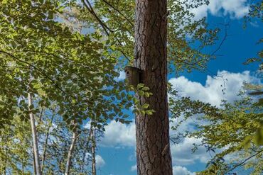 Wald -und Wiesen im Theresianum