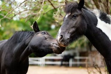 Englischtagescamp Wien / Reiten