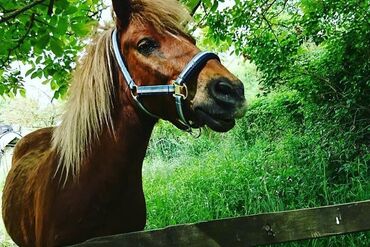 Das Leben ist ein Ponyhof