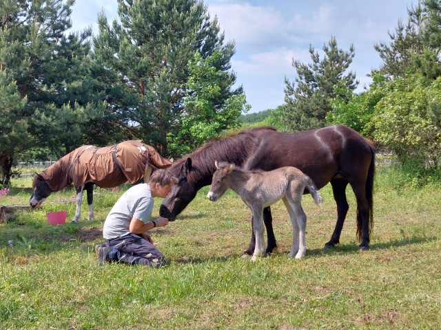 Reitcamp für echte Pferdefreunde / Tagescamp